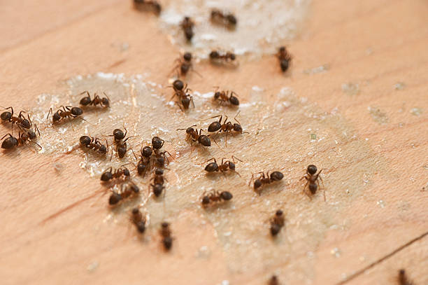 Best Flea Control Services  in Sharpsville, PA